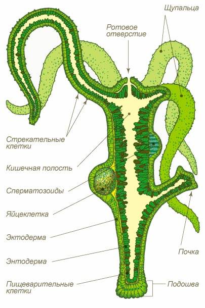 Кракен ссылка на сайт com